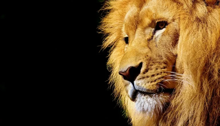 Comment séduire un homme Lion